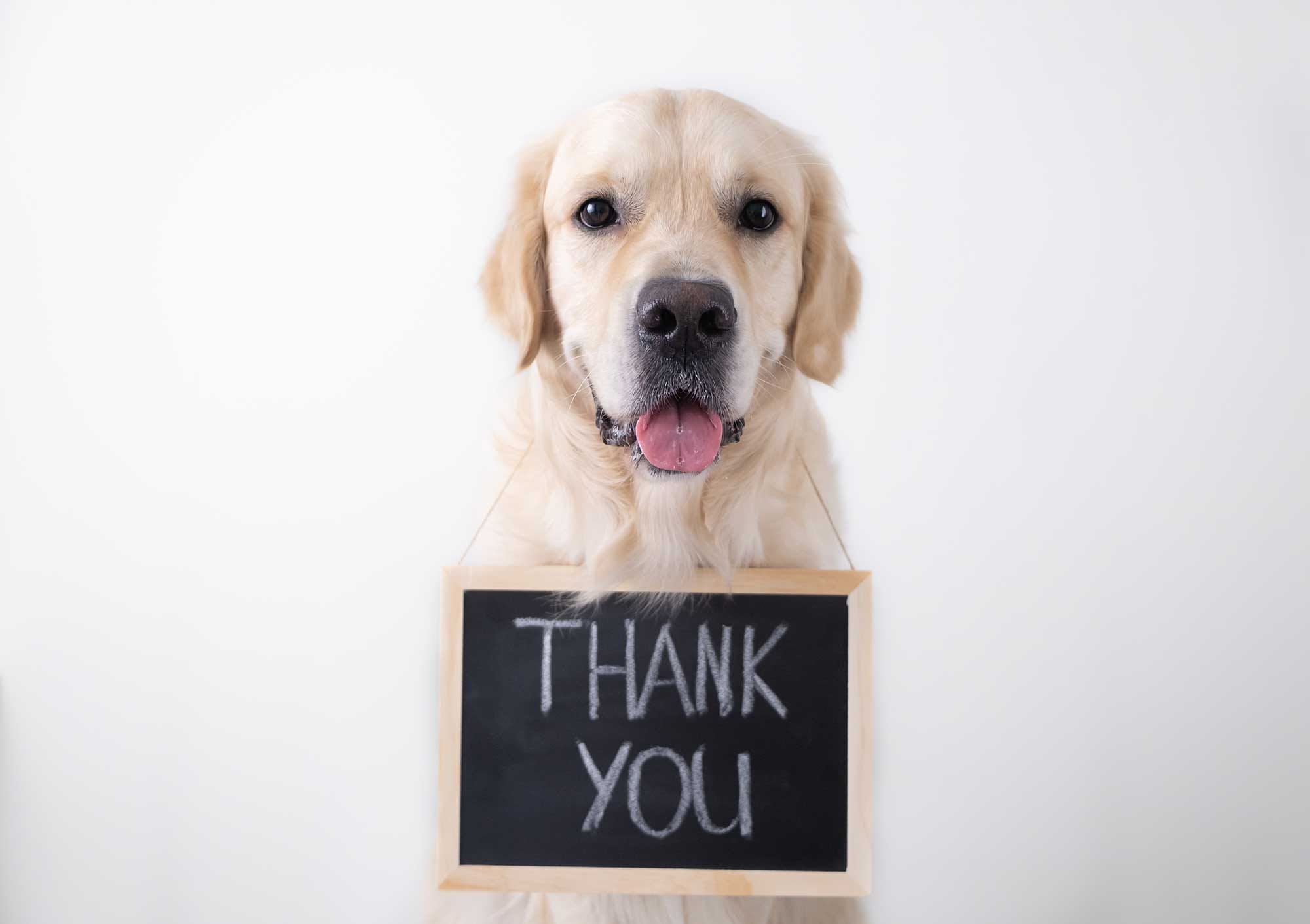 Thank you for your investment